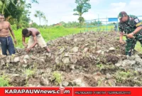 Situasi saat Babinterau Lanud Yohanis Kapiyau, Serka Kasimirus Anitu membudidaya keladi bersama warga lokal, Rabu (31/3/2026) (Dok.: karapauwnews.com)