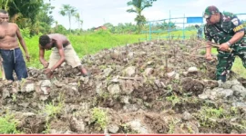 Situasi saat Babinterau Lanud Yohanis Kapiyau, Serka Kasimirus Anitu membudidaya keladi bersama warga lokal, Rabu (31/3/2026) (Dok.: karapauwnews.com)
