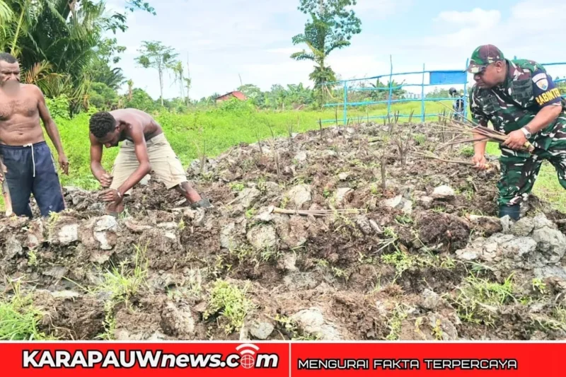 Situasi saat Babinterau Lanud Yohanis Kapiyau, Serka Kasimirus Anitu membudidaya keladi bersama warga lokal, Rabu (31/3/2026) (Dok.: karapauwnews.com)
