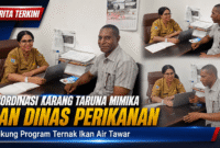 Koordinasi Karang Taruna Mimika dan Dinas Perikanan Dukung Program Ternak Ikan Air Tawar (karapauwnews.com)